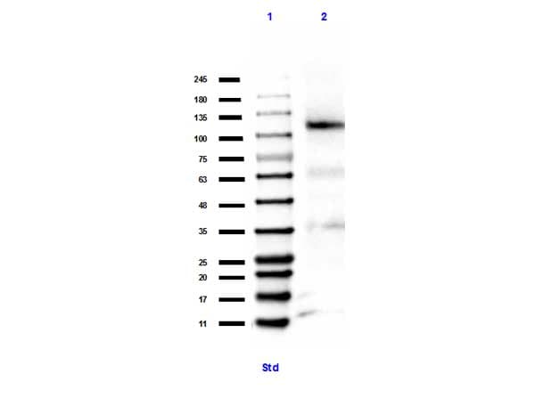 PRB1 Antibody (Me-Lys860)
