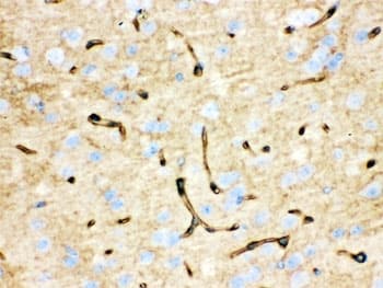 AQP4 / Aquaporin 4 Antibody