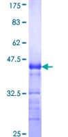 Human LNX1 / LNX Protein (Recombinant GST, N-terminus)
