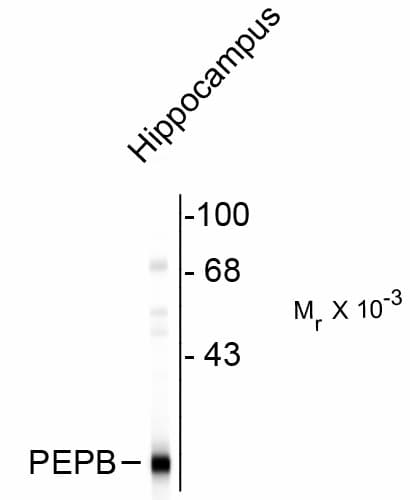 PEBP1 / RKIP Antibody