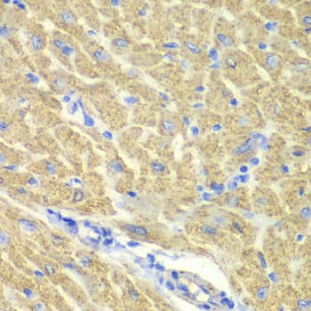 Polyclonal Rabbit anti-Human GLRX3 / Glutaredoxin 3 Antibody (IHC, WB)