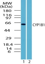 IHC-plus™ CYP1B1 Antibody (aa400-450)