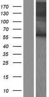 Human RBMY1B Protein (Over-Expression Lysate Myc-DDK (Flag))