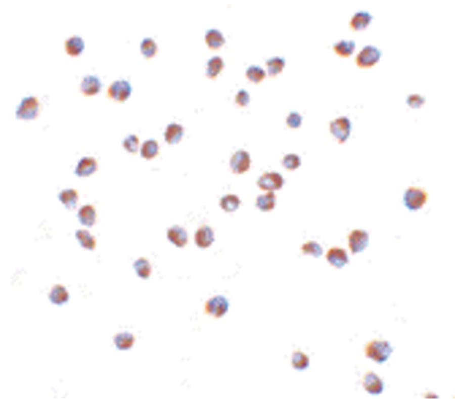 IHC-plus™ NOD2 / CARD15 Antibody