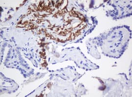 CR6 / GADD45G Antibody (clone OTI2G6)