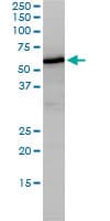 IHC-plus™ NUCB1 / Nucleobindin Antibody (clone 1H8-2C11)