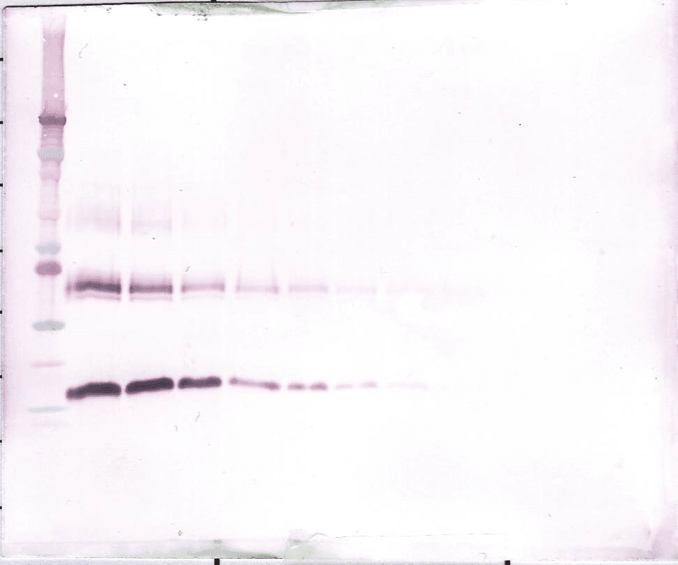 CSF1 / MCSF Antibody (Biotin)