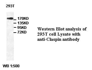 Polyclonal Rabbit anti-Human CLSPN / Claspin Antibody (WB)