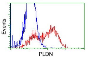 PLDN / Pallidin Antibody (clone OTI1H9)