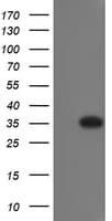 RYBP Antibody (clone OTI1B6, Carrier-free)