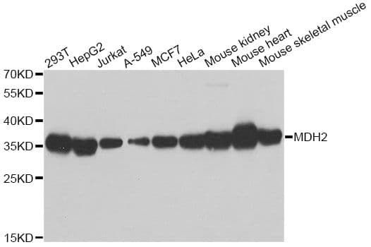 MDH / MDH2 Antibody