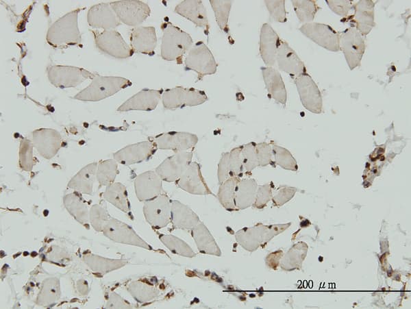 NCAPG / HCAP-G Antibody (clone 4B1)