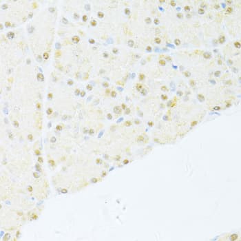 NR1I2 / PXR Antibody