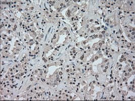 TSC501 / NAT8 Antibody (clone OTI6H3)