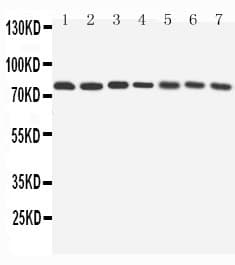 Apg7 / ATG7 Antibody (aa652-669)