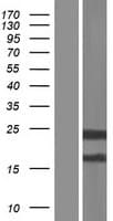 Human C6orf25 Protein (Over-Expression Lysate Myc-DDK (Flag))