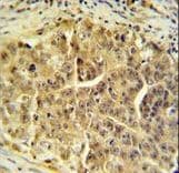 CDC45 Antibody (aa236-263)