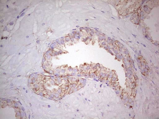 WIBG Antibody (clone OTI9C7)