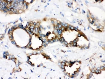 TMEM173 / STING Antibody