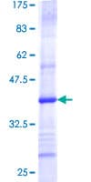 Human TOMM40 / TOM40 Protein (Recombinant GST, N-terminus)
