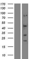 SYT12 / Synaptotagmin12 Protein (Over-Expression Lysate Myc-DDK (Flag))