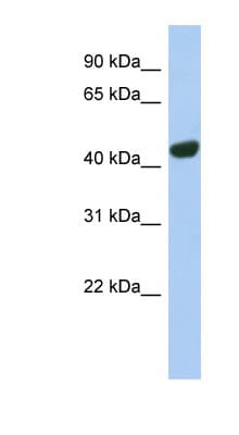 TGN46 / TGN38 Antibody (aa35-84)