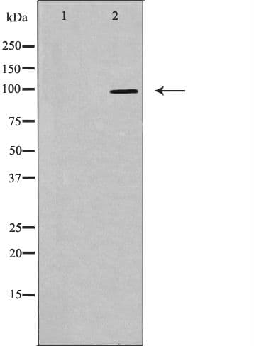 MASTL / GW Antibody