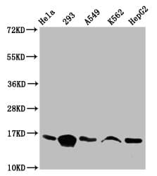 HIST1H3A Antibody