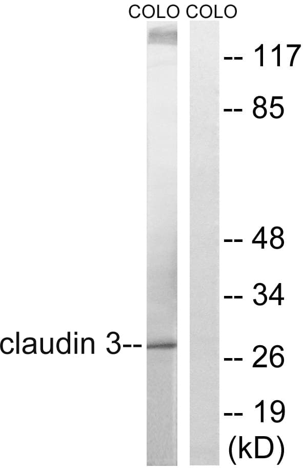 CLDN3 / Claudin 3 Antibody (aa171-220)