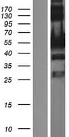 Human UPF3A / UPF3 Protein (Over-Expression Lysate Myc-DDK (Flag))