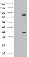 Monoclonal Mouse anti-Human MAATS1 Antibody (clone OTI4F2, aa1-313, WB)