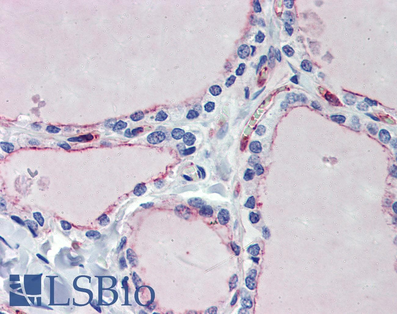 EHD4 Antibody (aa396-445)