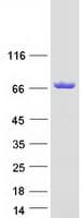 Human IRGQ Protein (Recombinant Myc-DDK (Flag))