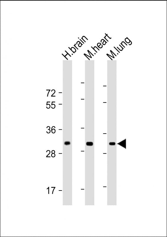 C25H / CH25H Antibody (N-Terminus)