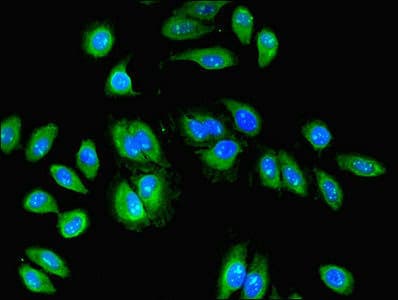 RBPMS / Hermes Antibody