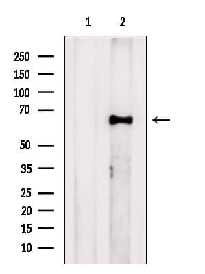 FAM134B Antibody