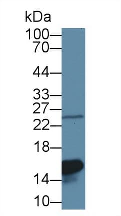 LGALS1 / Galectin 1 Antibody (aa1-135, APC)