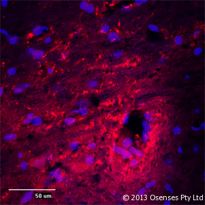 MAP2 Antibody (aa350-400)