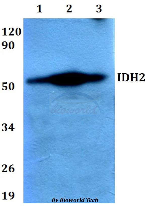 Polyclonal Rabbit anti-Human IDH2 Antibody (WB)