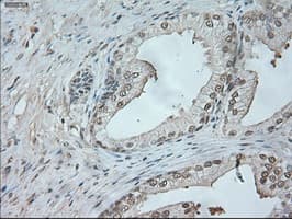 NEUROG1 / NGN1 / Neurogenin 1 Antibody (clone OTI9A8)