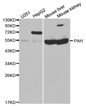 PH / PAH Antibody