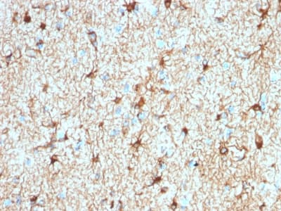 Recombinant Monoclonal Rabbit anti-Human GFAP Antibody (clone ASTRO/1974R, Azide-free,Carrier-free, IHC)