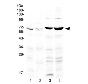 Polyclonal Rabbit anti-Human PPARG / PPAR Gamma Antibody (WB)