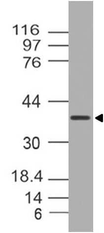 MUL1 / MULAN Antibody