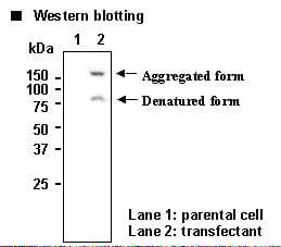 Polyclonal Rabbit anti-Human SLC7A14 Antibody (IHC, WB)