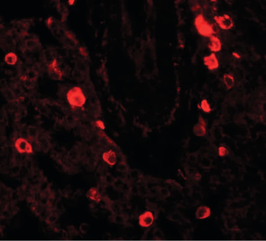 IHC-plus™ NUMB Antibody