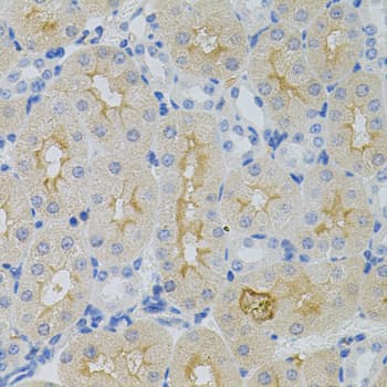GNA13 Antibody