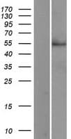 CD33 Protein (Over-Expression Lysate Myc-DDK (Flag))