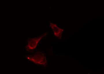 Polyclonal Rabbit anti-Human CASP9 / Caspase 9 Antibody (IF, WB)