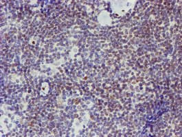 ELK3 / NET Antibody (clone OTI1H3)